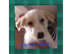 Adopt Warren a Tan/Yellow/Fawn - with White Australian Shepherd / German