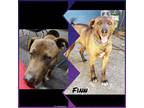 Adopt Finn a Brown/Chocolate - with Tan Labrador Retriever / Mixed dog in Rancho