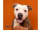 Adopt Gertrude a Brown/Chocolate American Pit Bull Terrier / Mixed Breed