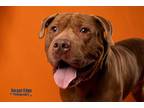 Adopt Pesto a Brown/Chocolate American Pit Bull Terrier / Mixed Breed (Medium) /