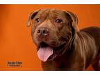 Adopt Pesto a Brown/Chocolate American Pit Bull Terrier / Mixed dog in Kokomo