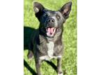 Adopt Armani a Gray/Blue/Silver/Salt & Pepper Blue Lacy/Texas Lacy / Mixed dog