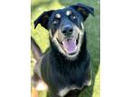 Adopt Sheila a Black Doberman Pinscher / Mixed dog in Red Bluff, CA (40662861)