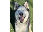 Adopt Deuce a Black Husky / Mixed dog in Red Bluff, CA (40519176)