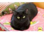 Adopt Zizi a All Black Domestic Shorthair (short coat) cat in St.