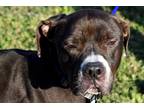 Adopt Carter a Black - with White Mixed Breed (Medium) / Pit Bull Terrier /