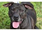 Adopt Bobby a Black - with White Mixed Breed (Medium) / Mixed dog in Okeechobee