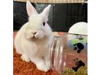 Adopt Gravy a White Mini Rex / Mixed (short coat) rabbit in Rixeyville