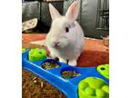 Adopt Biscuit a White Mini Rex / Mixed rabbit in Rixeyville, VA (40977517)