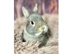 Adopt Thumper a Blue Dwarf / Mixed (short coat) rabbit in Rixeyville