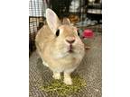 Adopt Goldie a Orange Dwarf / Mixed (medium coat) rabbit in Rixeyville