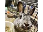 Adopt Clover a Chinchilla Rex / Mixed rabbit in Rixeyville, VA (39839804)