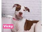 Adopt Vicky a White - with Red, Golden, Orange or Chestnut Mixed Breed (Medium)