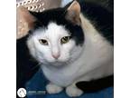 Adopt Beatrix a Black & White or Tuxedo Domestic Shorthair (short coat) cat in
