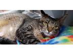 Adopt Cheyenne a Brown Tabby Domestic Shorthair / Mixed (short coat) cat in