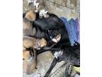 Adopt Salem a Black Labrador Retriever / Mixed dog in Napoleon, OH (40976755)