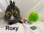Adopt Roxy a Grey/Silver Dutch / Mixed (medium coat) rabbit in West Palm Beach