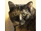 Adopt Ginger a Tortoiseshell Domestic Shorthair (short coat) cat in Port