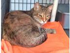 Adopt Maggie a Calico or Dilute Calico Domestic Shorthair (short coat) cat in