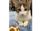 Adopt Simon a Tan or Fawn Tabby Domestic Shorthair (short coat) cat in Oakland