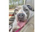 Adopt Merry a Gray/Silver/Salt & Pepper - with White American Pit Bull Terrier /