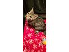 Adopt Chestnut a Brown Tabby Domestic Shorthair (short coat) cat in Sykesville