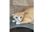 Adopt Red Rover a Orange or Red Domestic Shorthair / Domestic Shorthair / Mixed