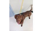 Adopt Koda a Brown/Chocolate Mixed Breed (Large) / Mixed dog in Savannah