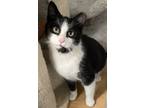Adopt Walter a Black & White or Tuxedo Domestic Shorthair (short coat) cat in