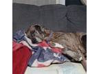 Adopt Daisy a Gray/Silver/Salt & Pepper - with Black Great Dane / Mixed dog in