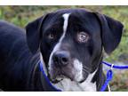 Adopt Stanley a Black - with White Mixed Breed (Large) / Pit Bull Terrier /