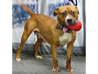 Adopt Maple a Tan/Yellow/Fawn - with White American Pit Bull Terrier / Mixed dog
