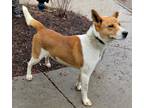 Adopt Koda a White - with Red, Golden, Orange or Chestnut Akita / German