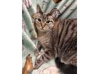 Adopt Figgy a Cream or Ivory Siamese (short coat) cat in Butner, NC (39500656)