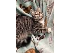 Adopt Smurf a Gray or Blue (Mostly) Domestic Shorthair (short coat) cat in