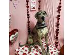 Adopt Atticus a Gray/Silver/Salt & Pepper - with Black Great Dane / Mixed dog in