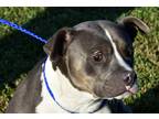 Adopt Tully a Gray/Silver/Salt & Pepper - with White Mixed Breed (Medium) / Pit