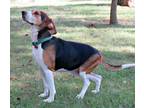 Adopt Bradley a Tricolor (Tan/Brown & Black & White) Treeing Walker Coonhound /