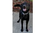 Adopt Bear a Black Labrador Retriever / Shepherd (Unknown Type) / Mixed dog in