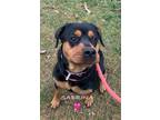 Adopt Sabrina a Black - with Tan, Yellow or Fawn Rottweiler / Mixed Breed