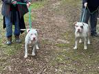 Adopt Gold a White - with Brown or Chocolate Mixed Breed (Medium) / Mixed Breed