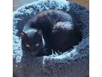 Adopt Phantom a Black (Mostly) Domestic Shorthair cat in New York, NY (40975344)