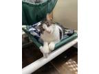 Adopt Mel a White (Mostly) Domestic Shorthair cat in New York, NY (40975341)