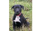 Adopt Thor a Black Cane Corso / Mixed dog in Orlando, FL (40903321)