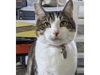 Adopt Luca a Brown Tabby Domestic Shorthair (short coat) cat in Virginia Beach