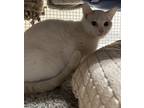 Adopt Deen-Felv+ a White Siamese / Mixed Breed (Medium) / Mixed (short coat) cat