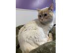 Adopt Arlowe a Cream or Ivory Siamese / Domestic Shorthair / Mixed cat in