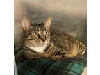 Adopt Miley (Cocoa Adoption Center) a Brown Tabby Domestic Shorthair / Mixed