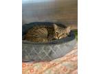 Adopt Laura (Cocoa Adoption Center) a Brown Tabby Domestic Shorthair / Mixed