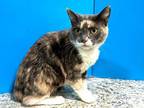 Adopt Xia a Tortoiseshell Domestic Shorthair (short coat) cat in Powell